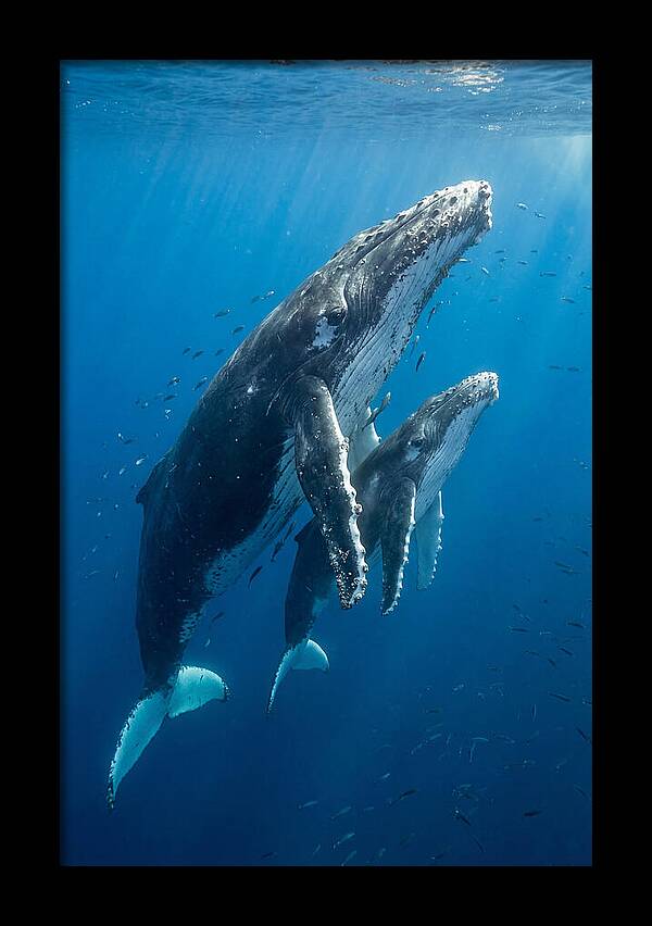 Humpback Whale And Calf Embrace