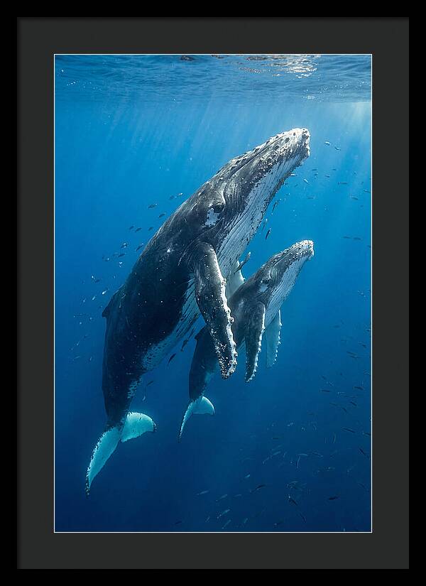 Humpback Whale And Calf Embrace