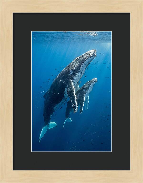 Humpback Whale And Calf Embrace