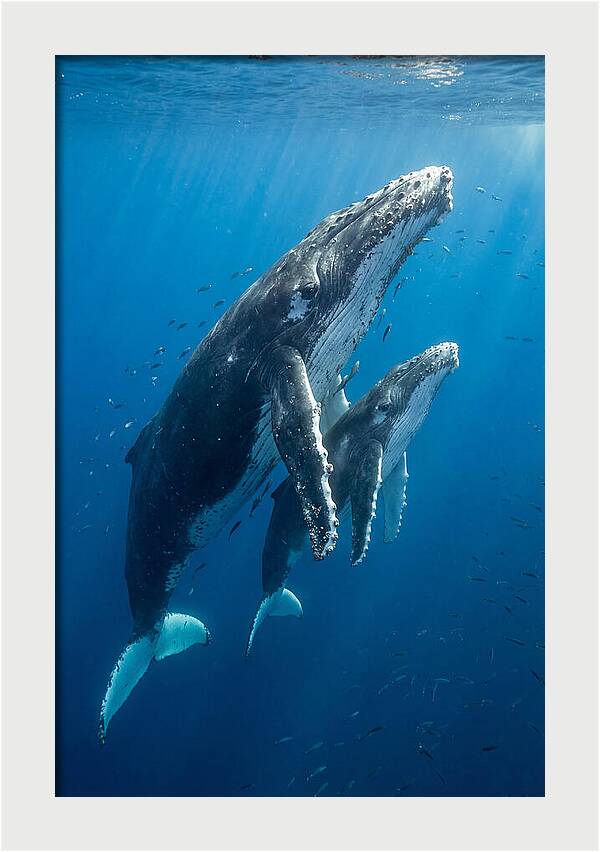 Humpback Whale And Calf Embrace