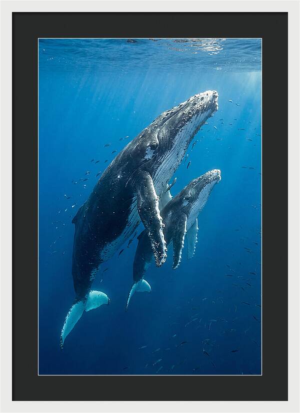 Humpback Whale And Calf Embrace