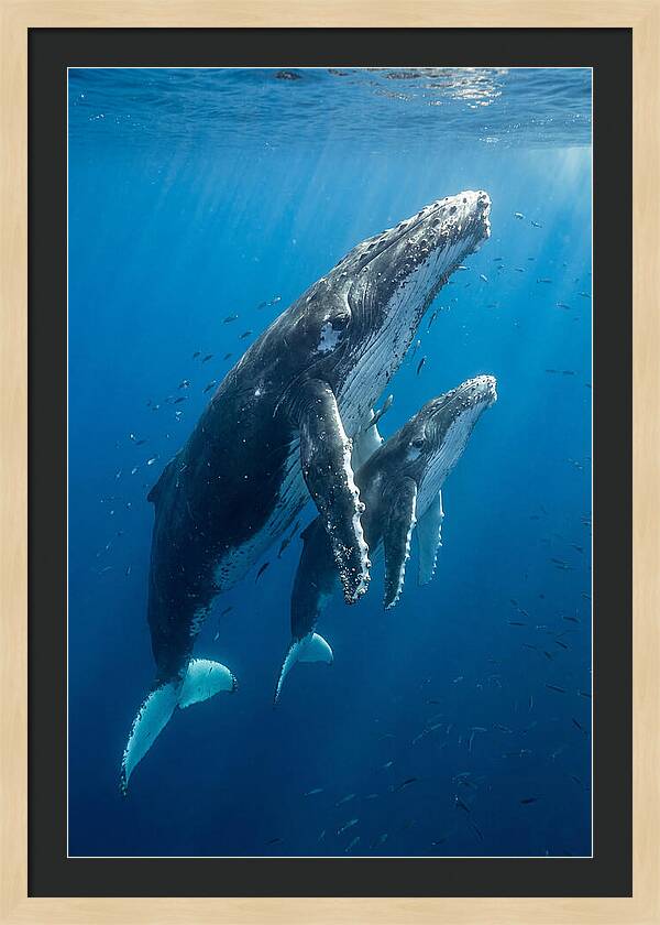 Humpback Whale And Calf Embrace