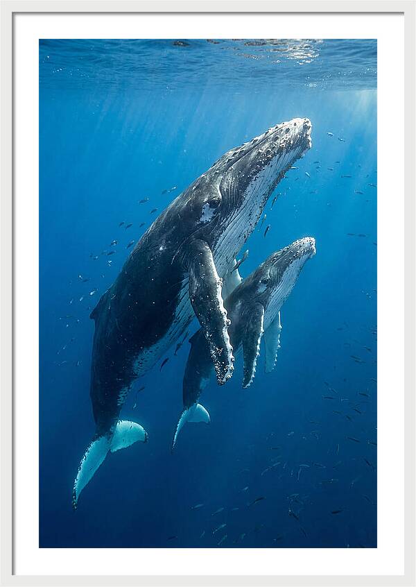 Humpback Whale And Calf Embrace