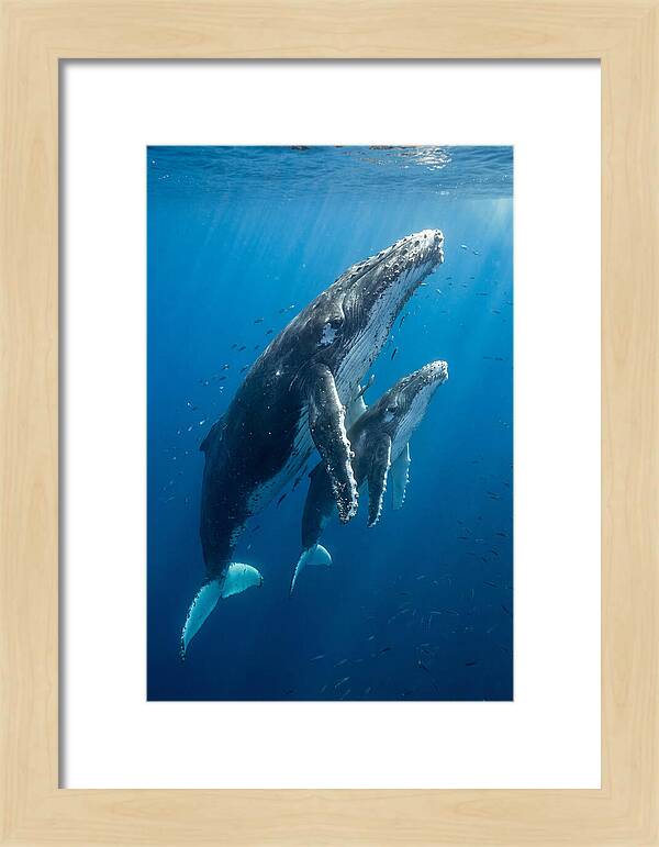 Humpback Whale And Calf Embrace