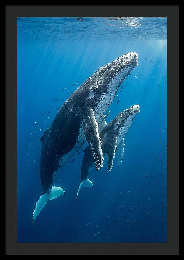 Humpback Whale And Calf Embrace