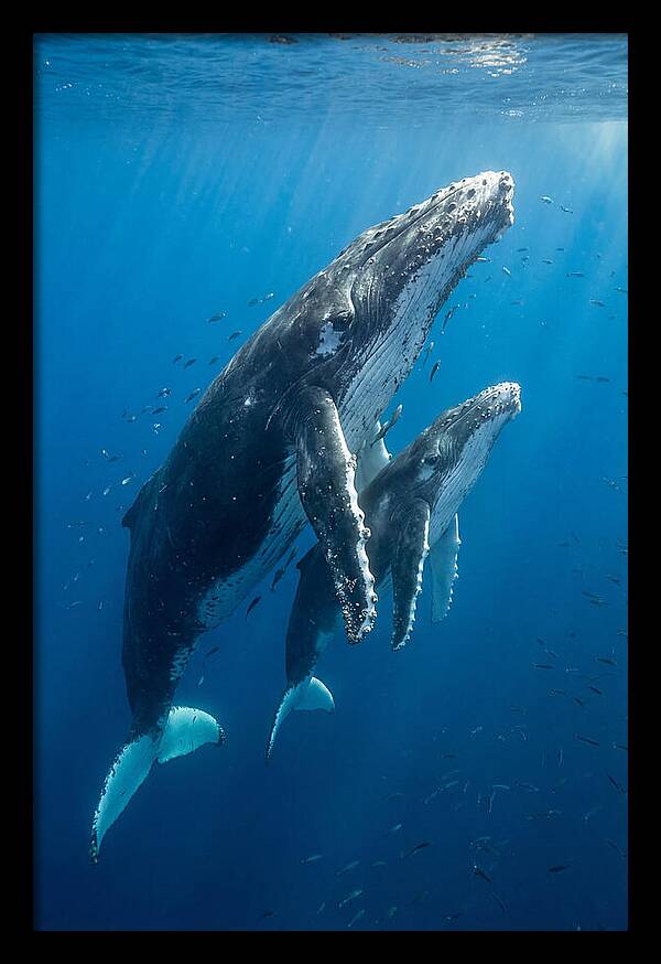 Humpback Whale And Calf Embrace