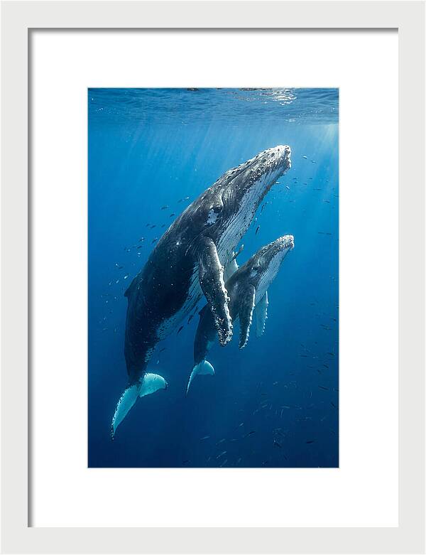 Humpback Whale And Calf Embrace