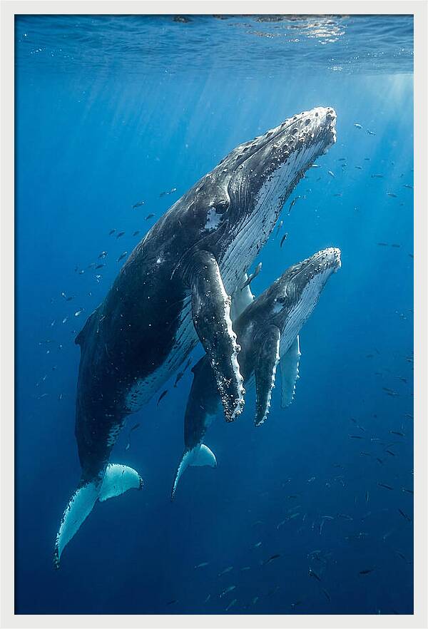 Humpback Whale And Calf Embrace