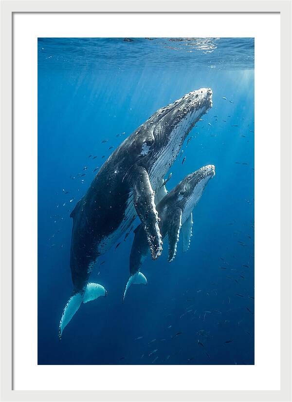 Humpback Whale And Calf Embrace