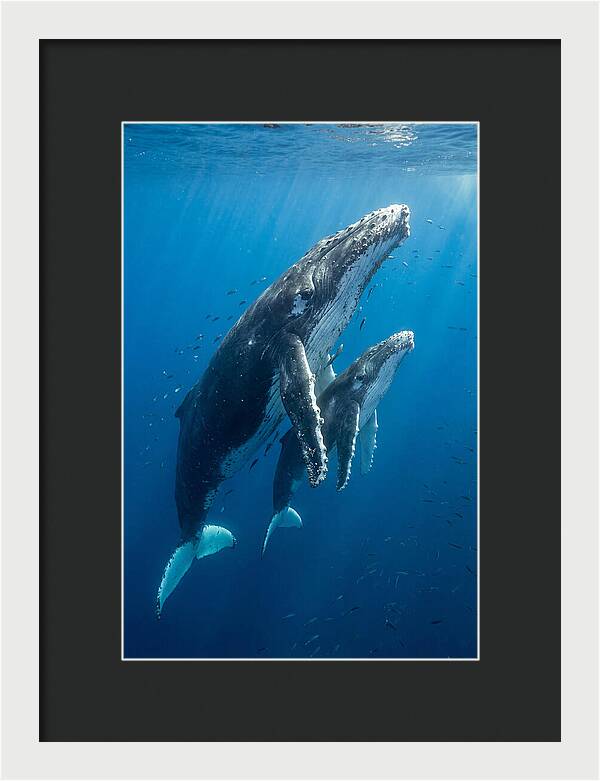 Humpback Whale And Calf Embrace
