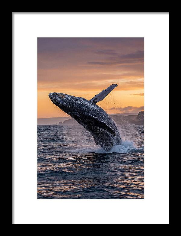 Humpback Whale Breaching At Sunset