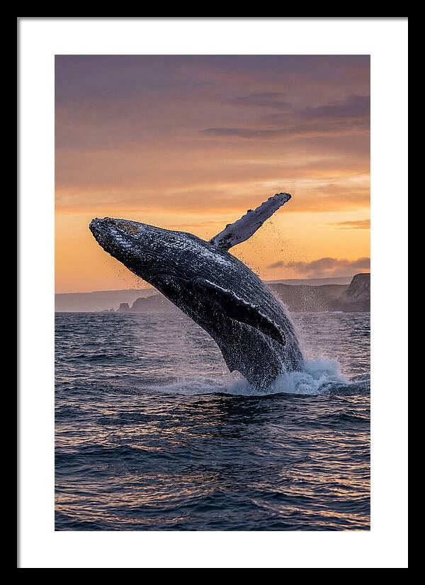 Humpback Whale Breaching At Sunset