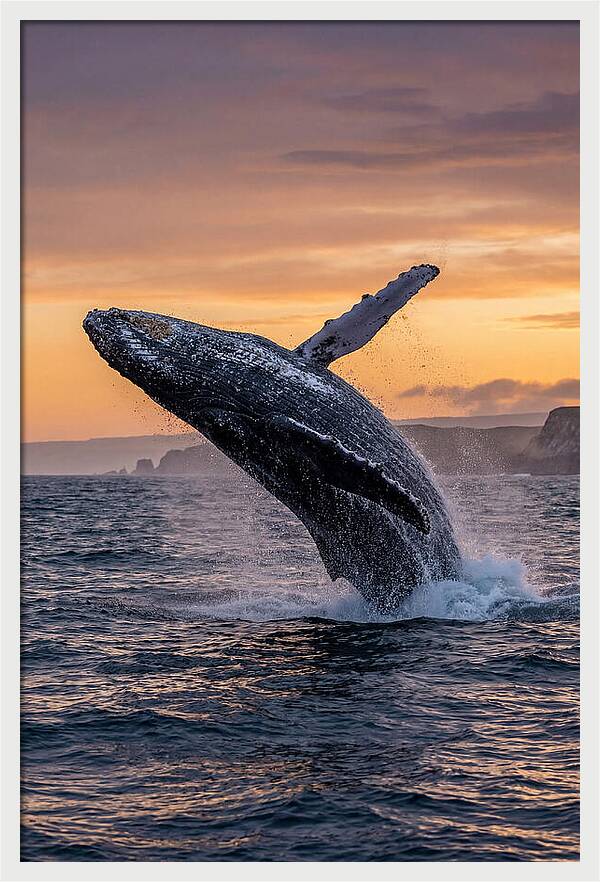 Humpback Whale Breaching At Sunset