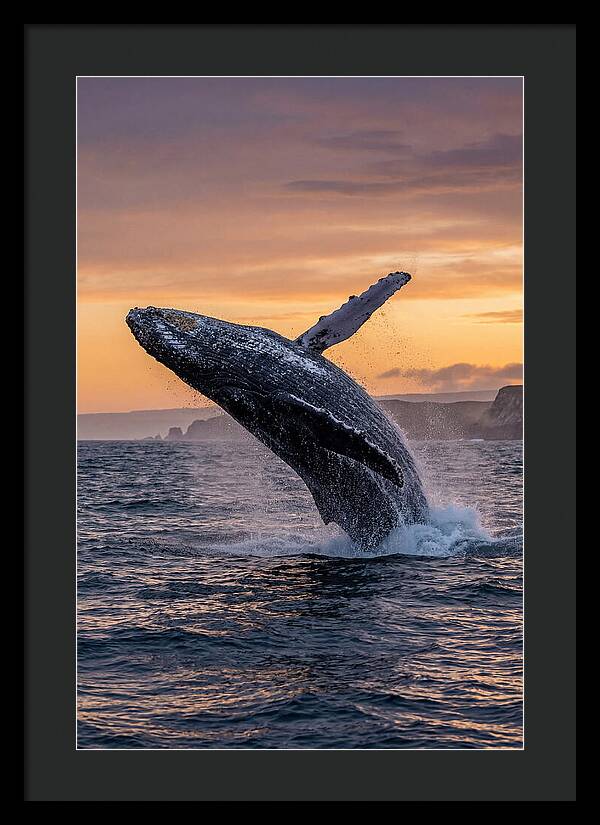Humpback Whale Breaching At Sunset