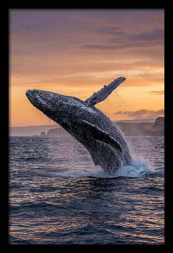 Humpback Whale Breaching At Sunset
