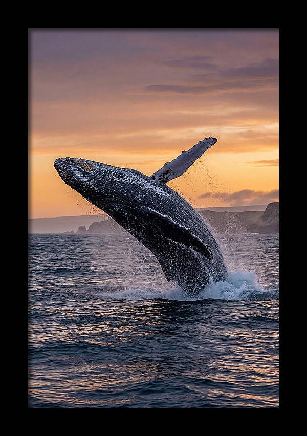 Humpback Whale Breaching At Sunset