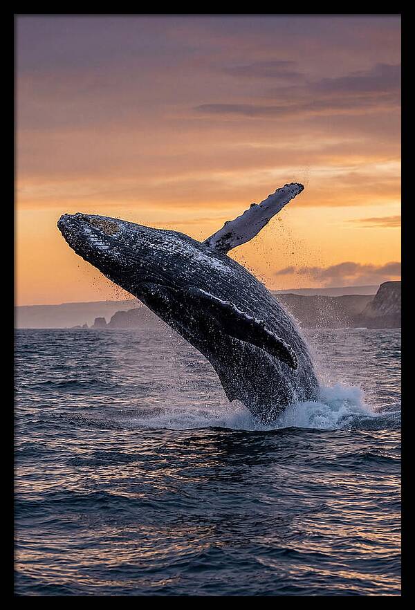 Humpback Whale Breaching At Sunset
