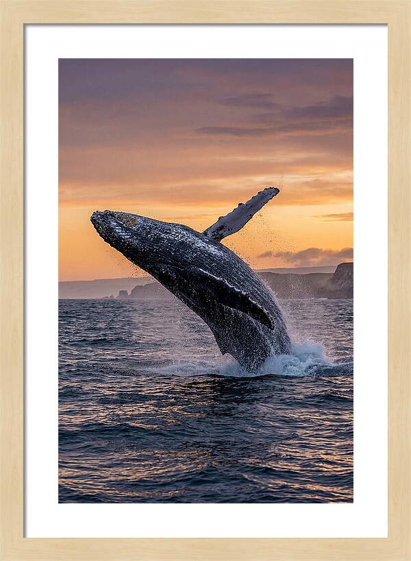 Humpback Whale Breaching At Sunset
