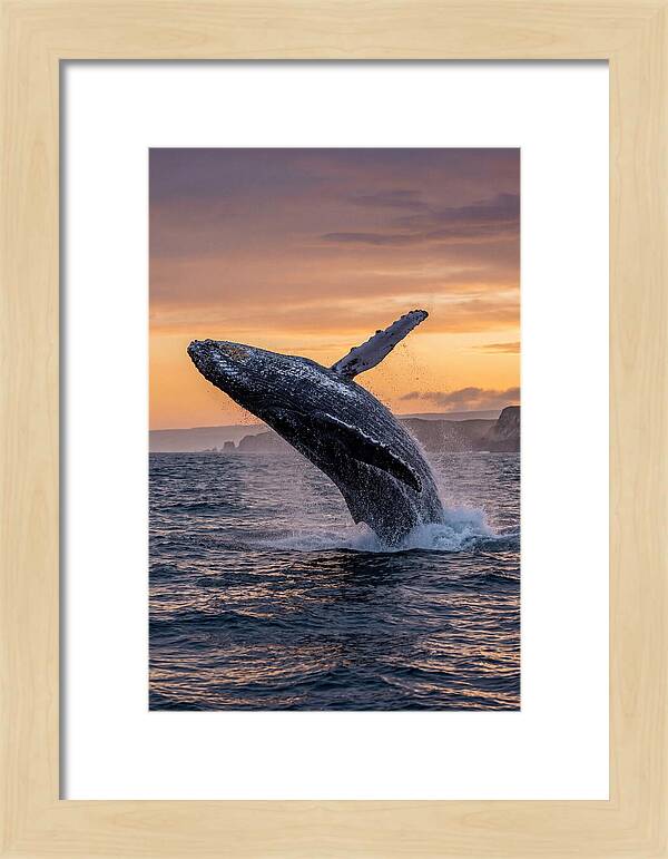 Humpback Whale Breaching At Sunset