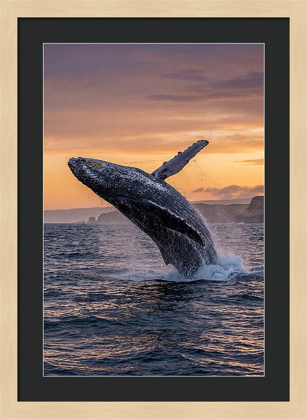 Humpback Whale Breaching At Sunset