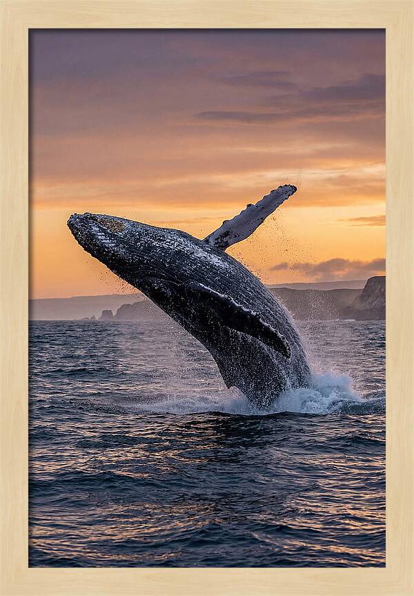 Humpback Whale Breaching At Sunset