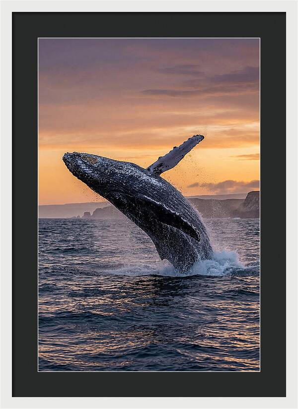 Humpback Whale Breaching At Sunset