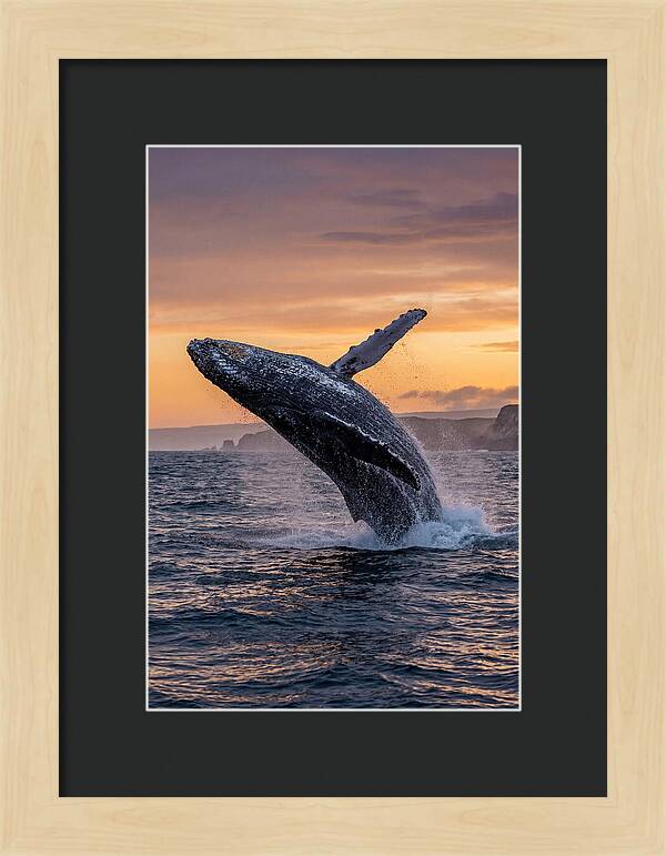 Humpback Whale Breaching At Sunset