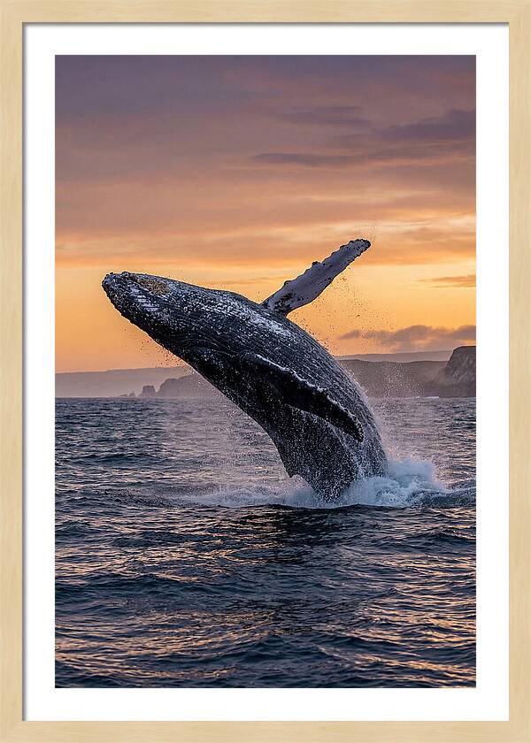 Humpback Whale Breaching At Sunset