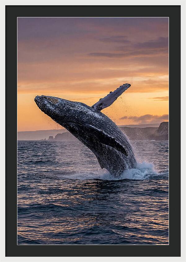 Humpback Whale Breaching At Sunset