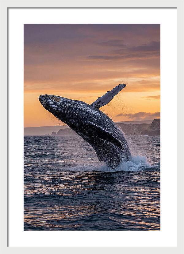 Humpback Whale Breaching At Sunset