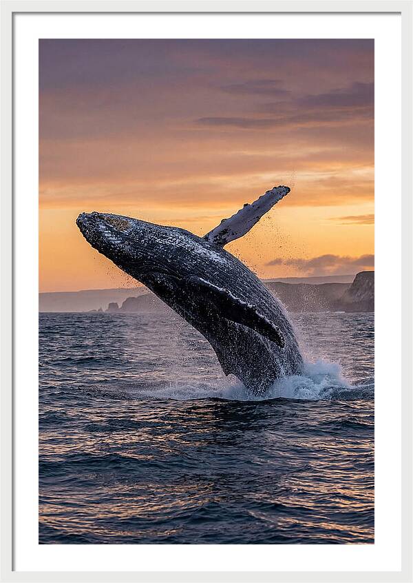 Humpback Whale Breaching At Sunset