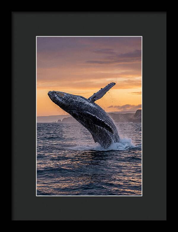 Humpback Whale Breaching At Sunset