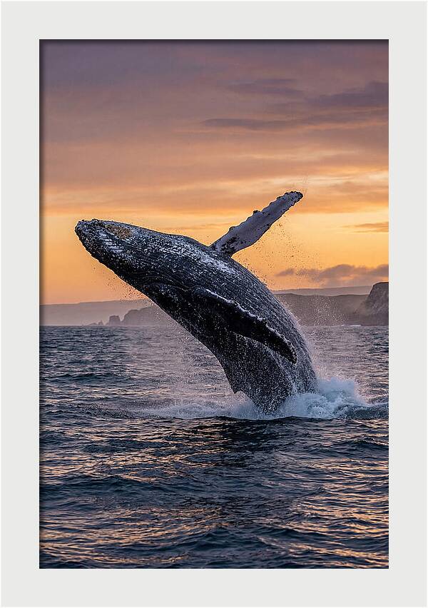 Humpback Whale Breaching At Sunset