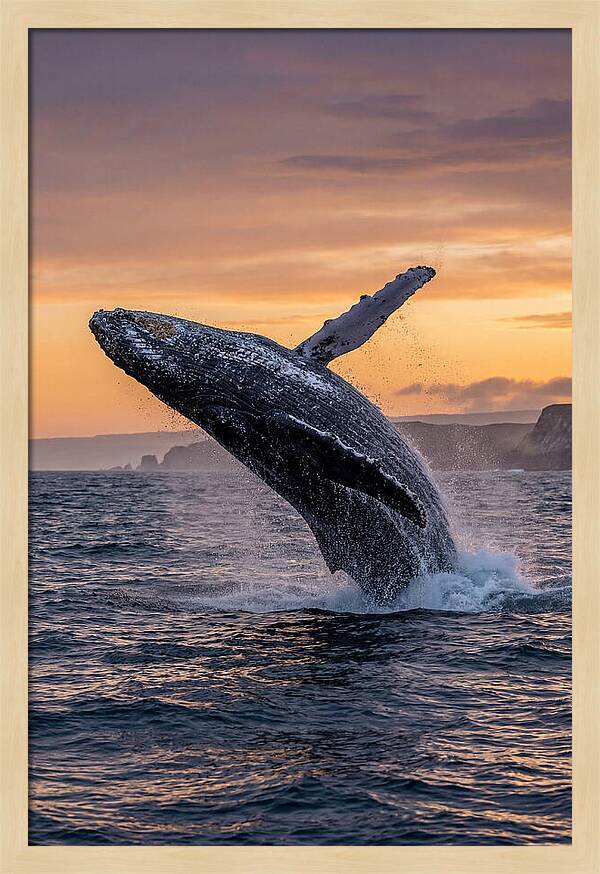 Humpback Whale Breaching At Sunset