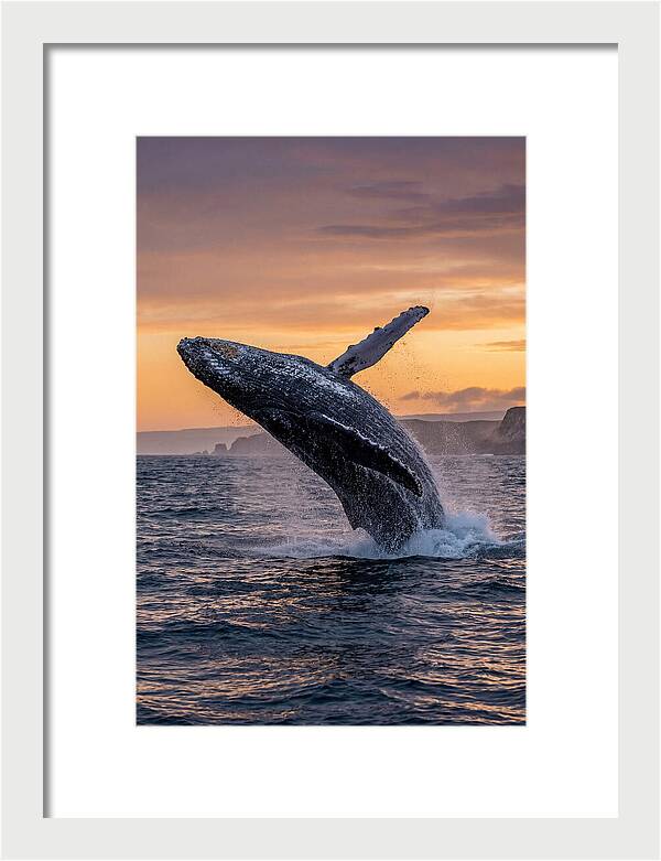 Humpback Whale Breaching At Sunset