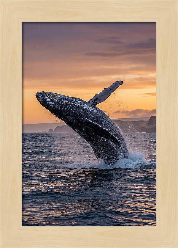 Humpback Whale Breaching At Sunset