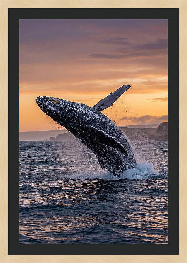 Humpback Whale Breaching At Sunset