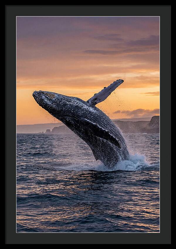 Humpback Whale Breaching At Sunset