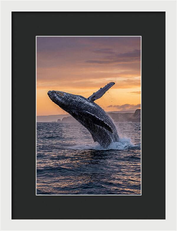 Humpback Whale Breaching At Sunset