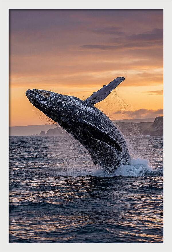 Humpback Whale Breaching At Sunset