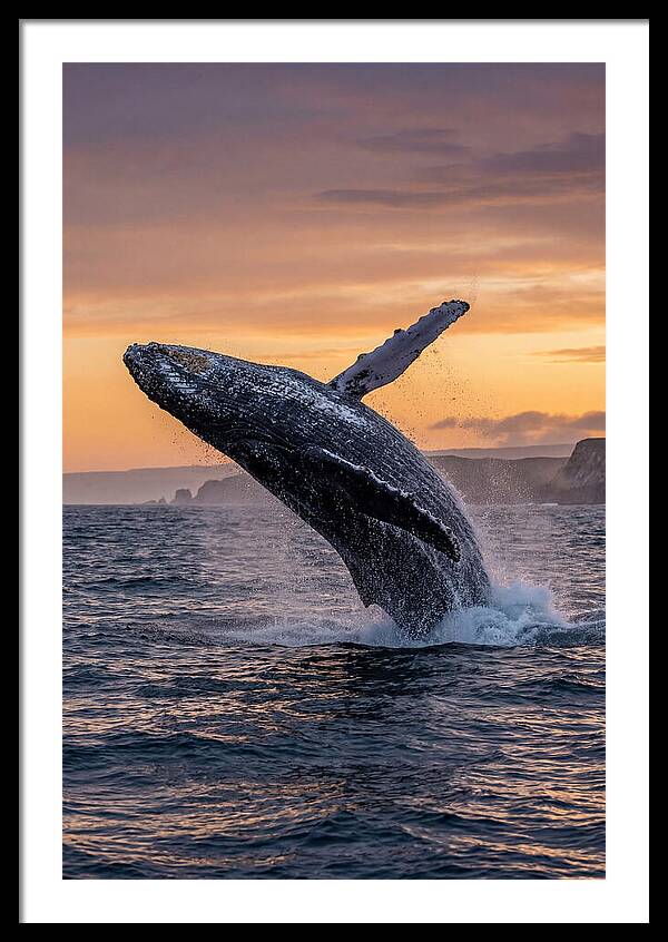 Humpback Whale Breaching At Sunset