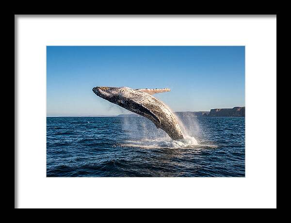Humpback Whale Breaching