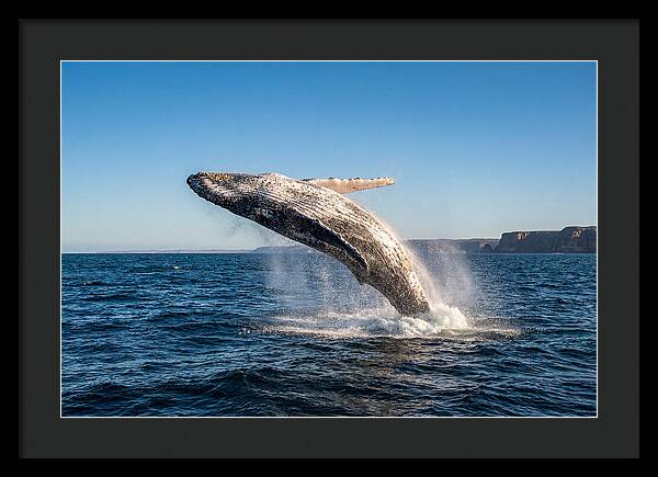 Humpback Whale Breaching