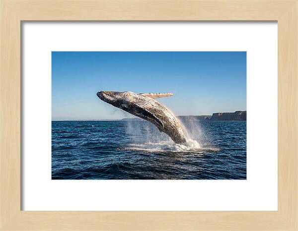 Humpback Whale Breaching
