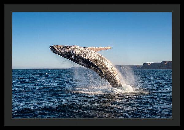 Humpback Whale Breaching