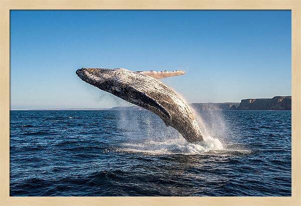 Humpback Whale Breaching