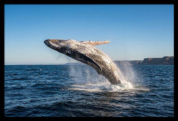 Humpback Whale Breaching