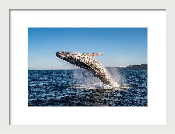 Humpback Whale Breaching