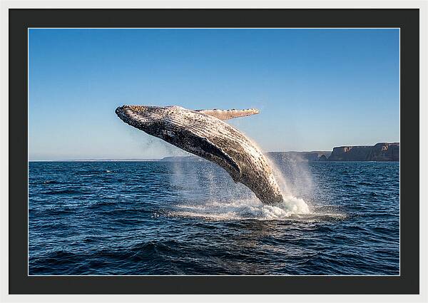 Humpback Whale Breaching