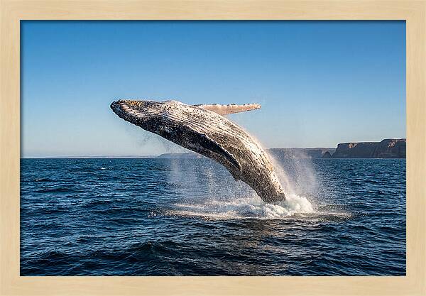 Humpback Whale Breaching